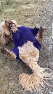Cockapoo Training:Puppy To Adult 3 Cockapoo Training