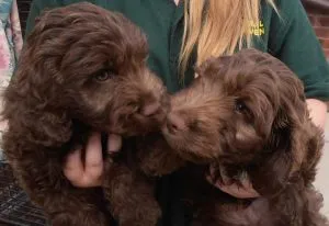 Cockapoo For Sale UK 5 8 month old cockapoo for sale
