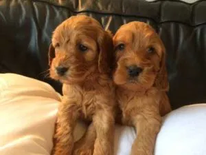 Cockapoo For Sale UK 4 red cockapoo for sale
