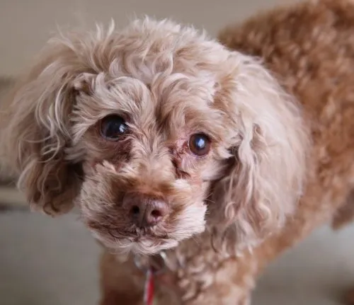 Cockapoo Rescue Puppies 1 cockapoo rescue puppies