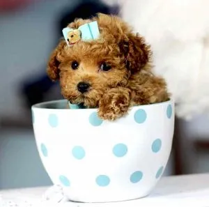 Teacup Cockapoo 1 Teacup Cockapoo