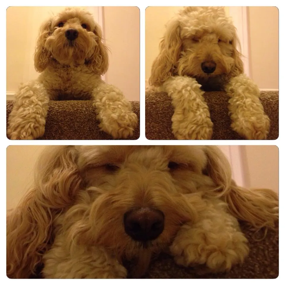 champagne cockapoo puppies for sale