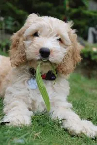 Teacup Cockapoo 2 Toy cockapoo for sale