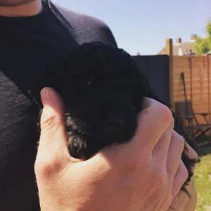 Black Cockapoo: Why Are Black Cockapoos so popular? 5 Black Cockapoo for sale