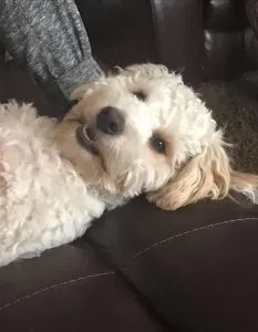 Are Cockapoos hypoallergenic? 1 are cockapoos hypoallergenic