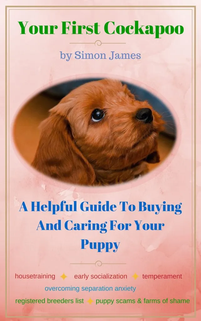 Can A Cockapoo Be Left Alone? 8 Cockapoo