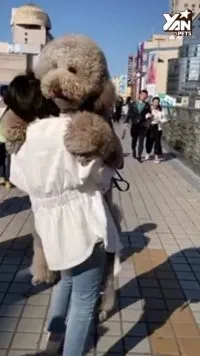 Cockapoo Full Grown 1 Cockapoo full grown