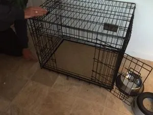 Can A Cockapoo Be Left Alone? 4 can a cockapoo be left safely alone