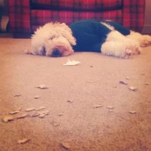 Can A Cockapoo Be Left Alone? 3 can a cockapoo be left alone