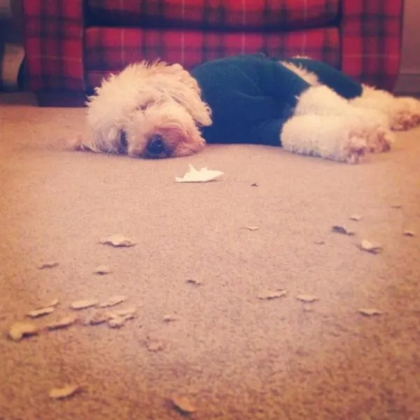 cockapoo Rage Syndrome