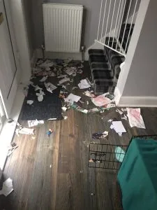 Can A Cockapoo Be Left Alone? 6 cockapoo seperation anxiety