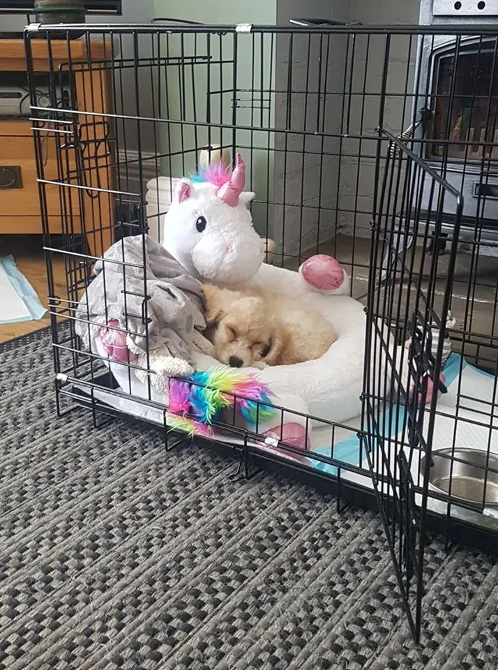 Can A Cockapoo Be Left Alone? 1 how long can a cockapoo be left alone