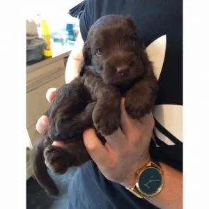 The Toy Cockapoo: Essential Facts, Insights and Pictures 4 Toy Cockapoo Puppy