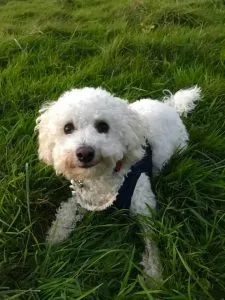 Is A Cockerpoo Right For You? 53 Useful Facts 8 cute white cockerpoo