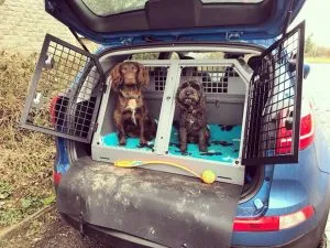 Dog Crating: How To Successful Crate Your Cockapoo 8 dog crating and separation anxiety