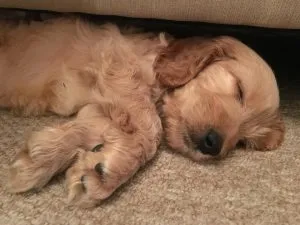 Dog Crating: How To Successful Crate Your Cockapoo 3 dog crating difficulties