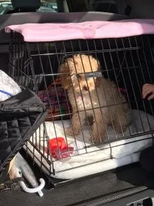 Dog Crating: How To Successful Crate Your Cockapoo 5 miniature dog crate