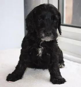 Miniature Cockapoo 8 black and white miniature cockapoo
