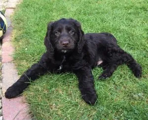 Miniature Cockapoo 11 Black Miniature Cockapoo