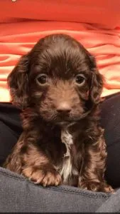 Miniature Cockapoo 10 chocolate miniature cockapoo