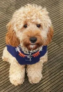 Are Cockapoos Barkers? Use These 5 Simple Steps To Eliminate Unwanted Barking 1 Are Cockapoos Barkers?
