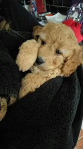 Miniature Cockapoo 9 golden miniature cockapoo