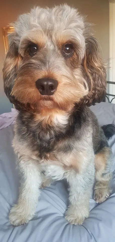 Sable Cockapoo: Many Colour Combinations And All Adorable 4 Do coats fade with age