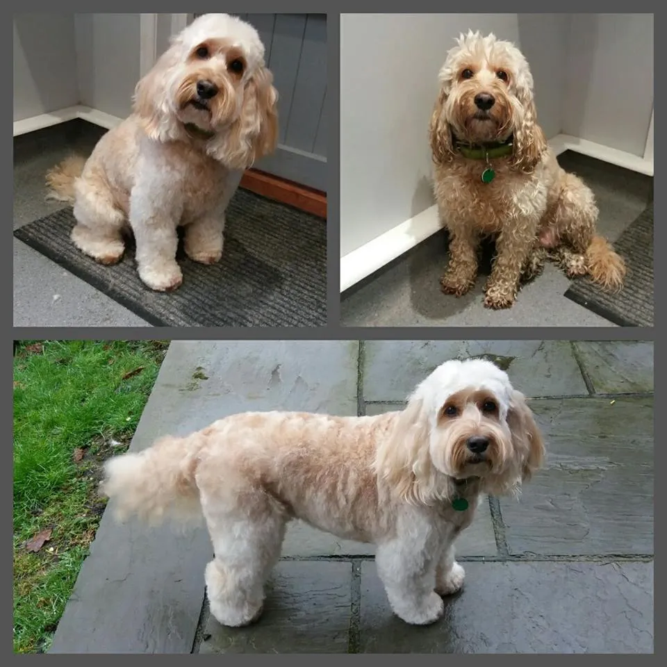 4 Popular Cockapoo Grooming Cuts 5 Cockapoo grooming: The Summer Cut