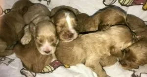 Golden Cockapoo: 5 Reasons They Are So Popular 6 Golden Cockapoo Puppies new born