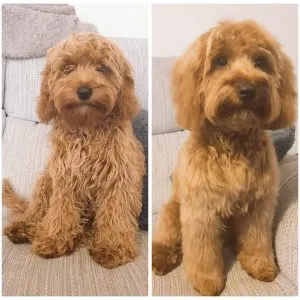 groomed cockapoo before and after