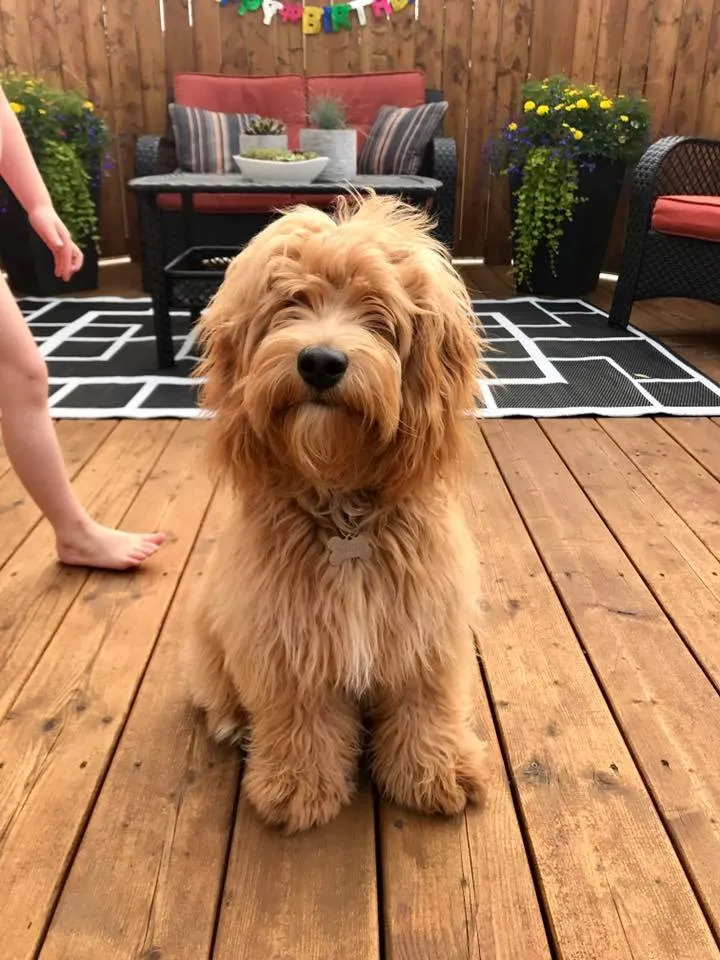 cockapoo hair cuts