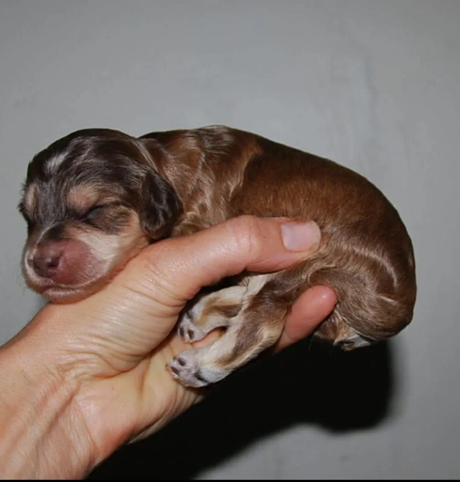 Sable Cockapoo: Many Colour Combinations And All Adorable 3 sable cockapoo for sale Wales