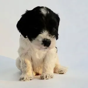 Cockapoo Puppies For Sale in Devon ( & South West England) 1 Cockapoo Puppies For Sale in devon