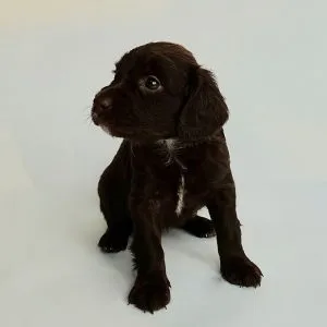 Cockapoo Puppies for Sale In Lincolnshire