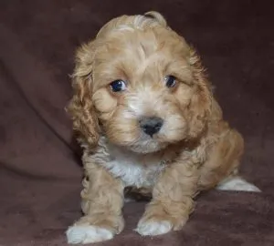 cute cockapoo puppies