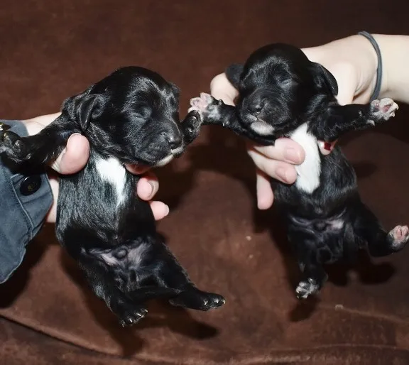 Cockapoo Puppies: It All Starts With Finding A Good Breeder 4 black cockapoo puppies