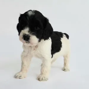 cockapoo Puppies for Sale