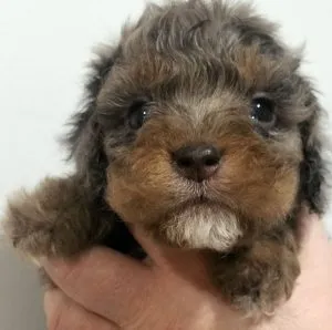 cockapoo for sale essex