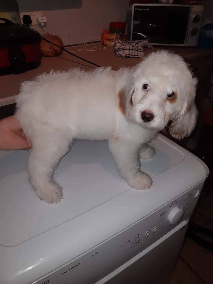 cockapoo for sale in hampshire