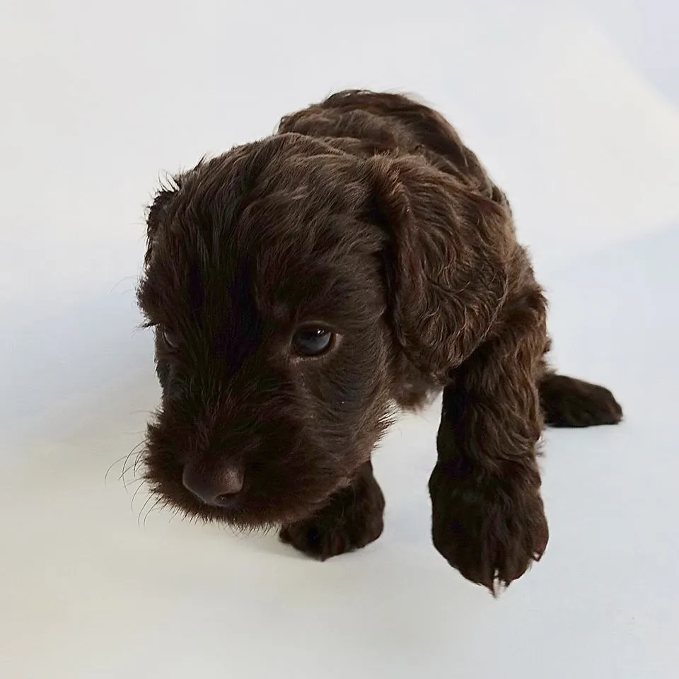 Cockapoo Puppies For Sale Yorkshire 1 cockapoo for sale Yorkshire