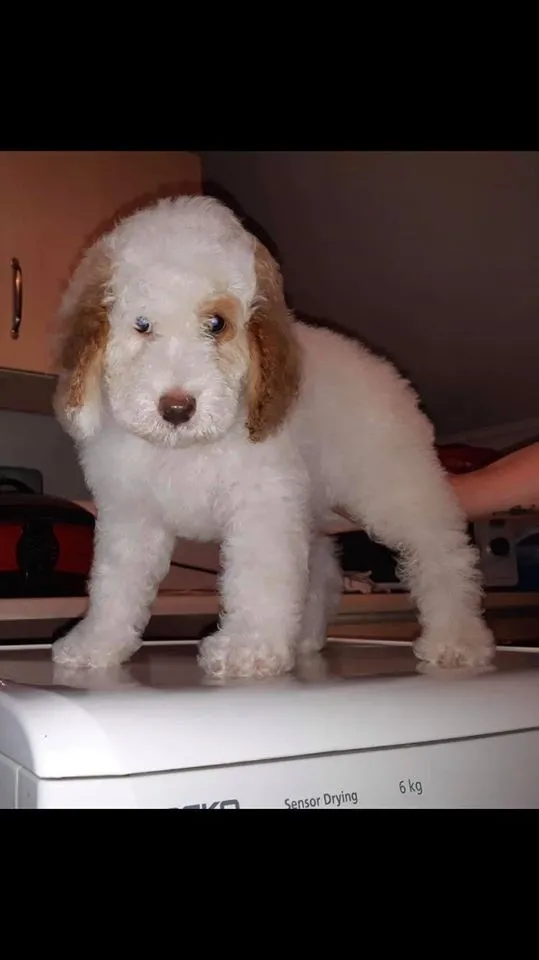 cockapoo for sale in hampshire