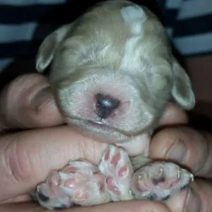 Cockapoo For Sale UK 3 cockapoo for sale