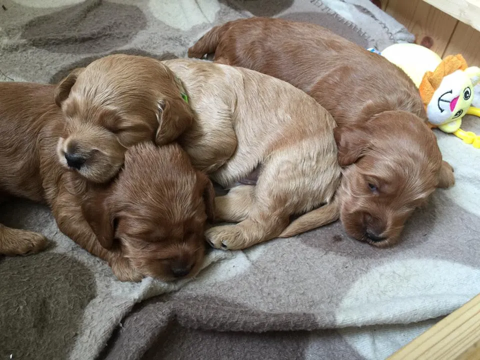 Cockapoo Puppies For Sale In Cumbria 2 Cockapoo Puppies for sale in Cumbria
