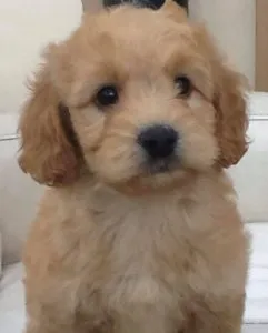 cockapoo puppies for sale in Ireland