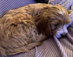 Who Wouldn't Love A Apricot Cockapoo 6 apricot cockapoo