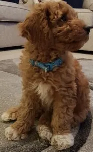 Red Cockapoo 6 red cockapoo puppy with white dash on chest