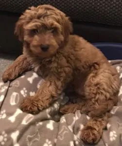 Red Cockapoo 3 Red teddy bear cockapoo