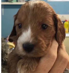 Red Cockapoo 4 red cockapoo 4 weeks old