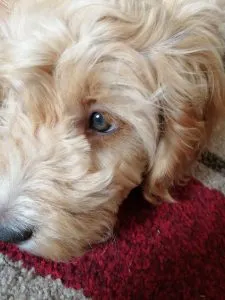 Who Wouldn't Love A Apricot Cockapoo 5 do apricot cockapoos fade