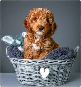 apricot cockapoo f1b miniture